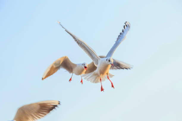 A seagull flying in the air