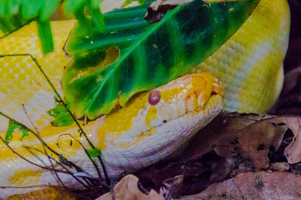 400+ Yellow Burmese Python Foto Stok, Potret, & Gambar Bebas Royalti ...