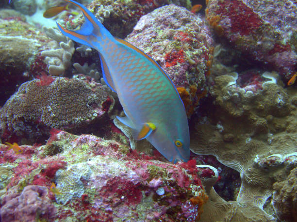 istock Eating parrot fish at Sabang, Indonesia 899853598