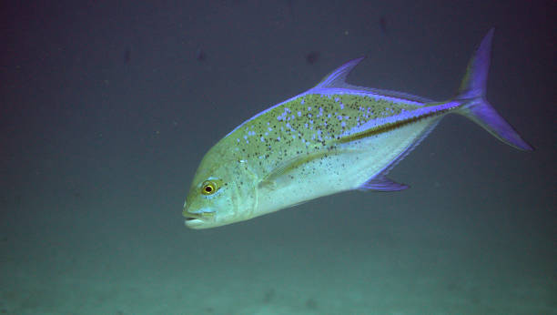 istock Swimming jackfish at the Komodo Islands 899853660
