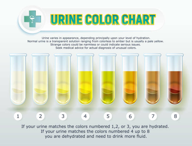 Urine Color Chart 1 Vector illustration of a visual poster: Urine Color Chart. urine stock illustrations