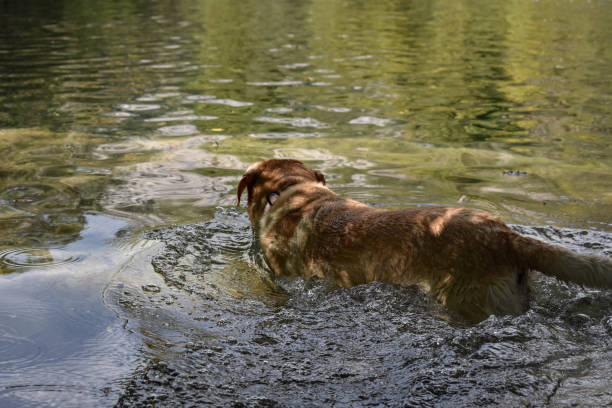 istock Golden Labrador retriever swimming in the river 899860780