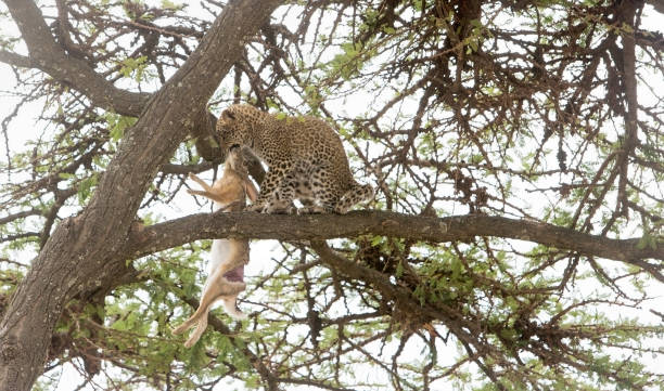 Young leopard with prey in Olare Motorogi Conservancy, Masai Mara, Kenya. The mother has cought a hare to hide in the tree.