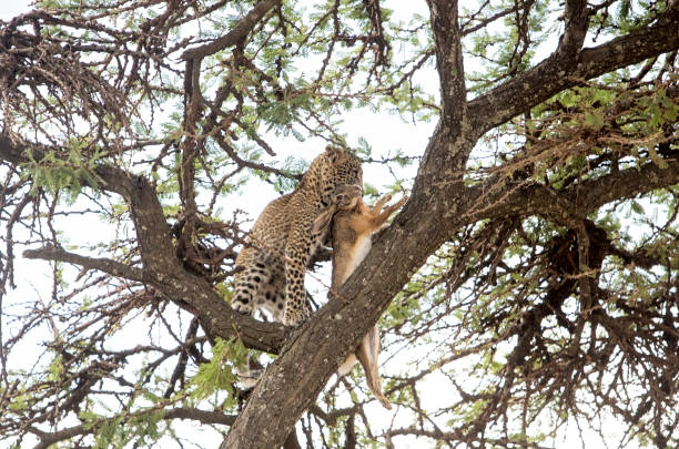 Young leopard with prey in Olare Motorogi Conservancy, Masai Mara, Kenya. The mother has cought a hare to hide in the tree.