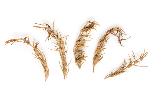 istock Dried rosemary isolated on a white background 899869176
