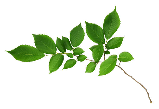 istock Branch of fresh green elm-tree leaves 899869492