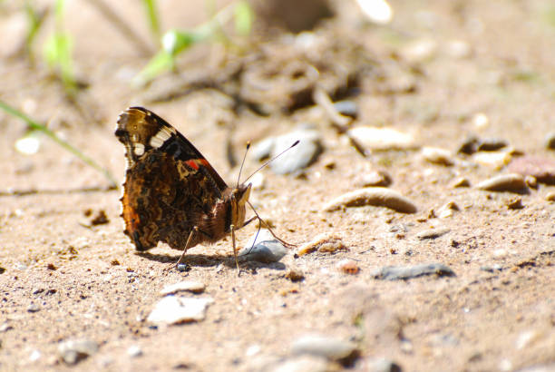 istock Vanessa atalanta, Red Admiral butterfly resting on the ground 899869976
