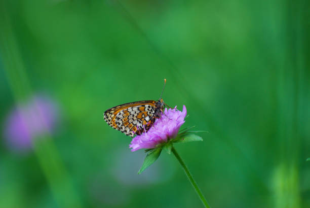 istock Melitaea arduinna, fritillary butterfly on wild flower 899870418