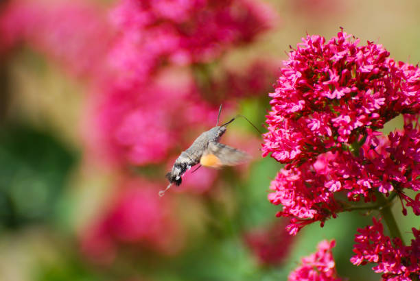 istock Hummingbird Hawk Moth (Macroglossum stellatarum) sucking nectar from pink flower. 899870496