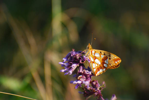 Queen of Spain Fritillary butterfly, Issoria lathonia Butterfly on wild flowerw cephalanthera longifolia photos stock pictures, royalty-free photos & images