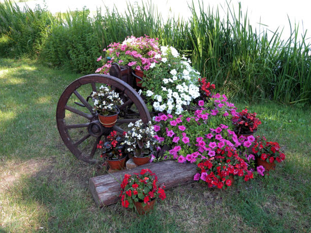 fleurs sur une roue en bois - ornamental garden europe flower bed old fashioned photos et images de collection