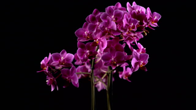 purple mini orchid turns on black background