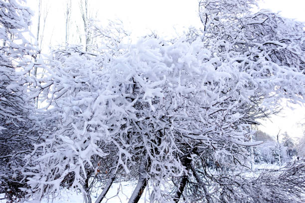 istock The trees and bushes are covered with heavy snow 899873454