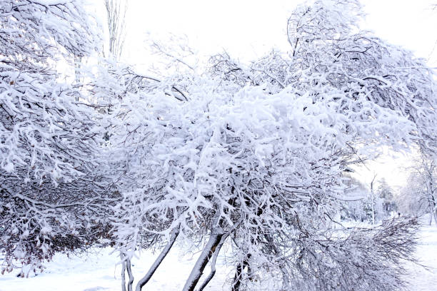istock The trees and bushes are covered with heavy snow 899873458