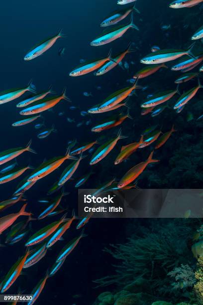 Schoal Of Blue Streak Fusiliers Pterocaesio Tile And Randalls Fusiliers Swimming In The Deep Blue Banda Sea Indonesia Stock Photo - Download Image Now