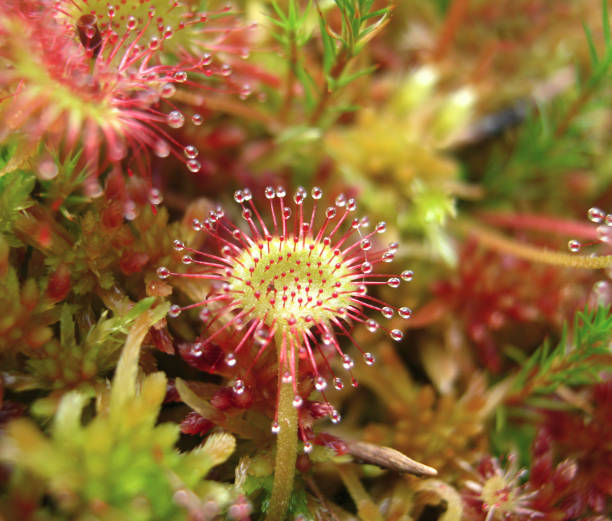 круглолистая сандева, ротундифолия drosera, в торфяниках - wilderness area close up leaf plant стоковые фото и изображения