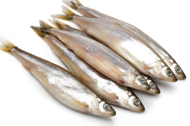 istock Shirasu fish isolated on white background 899877126