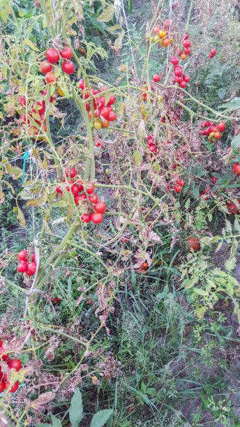Group of red cherry tomatoes, bunch, vine,  close up, garden background.