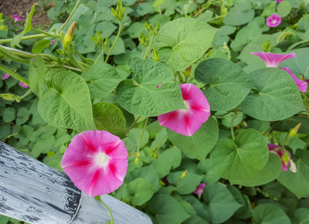 Ipomoea purpurea pink flower, the purple, tall, or common morning glory, close up. Ipomoea purpurea pink flower, the purple, tall, or common morning glory, close up ipomoea purpurea stock pictures, royalty-free photos & images