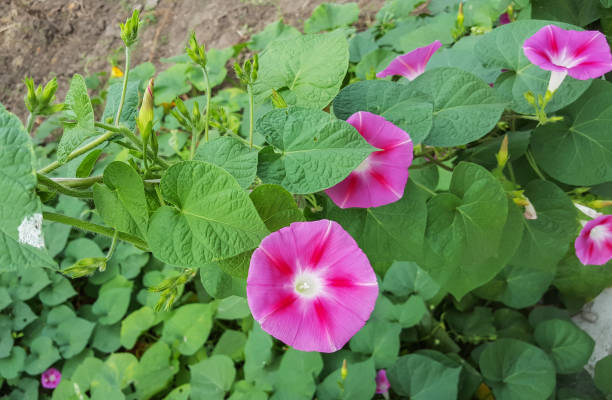 Ipomoea purpurea pink flower, the purple, tall, or common morning glory, close up. Ipomoea purpurea pink flower, the purple, tall, or common morning glory, close up ipomoea purpurea stock pictures, royalty-free photos & images
