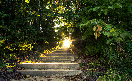 Sunlight streams down a concrete stairway shining through the trees and illuminating a dark forest.