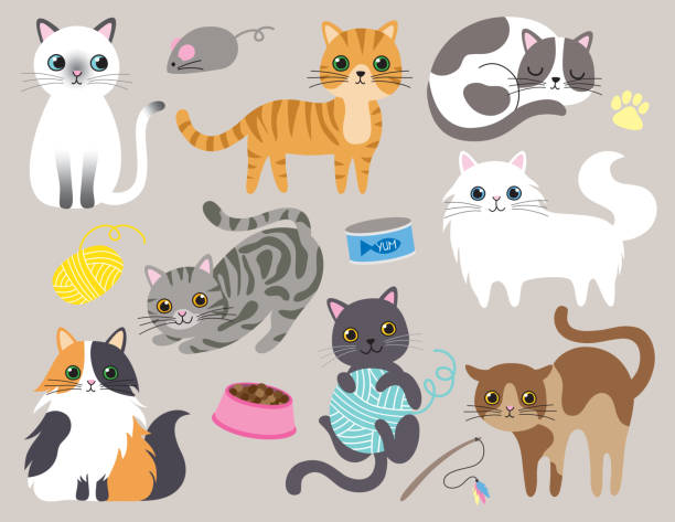 Cute Kitty Cat Vector Illustration Cute kitty cat vector illustration set with different cat breeds, toys, and food. hair grey stock illustrations