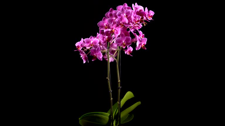 purple mini orchid turns on black background