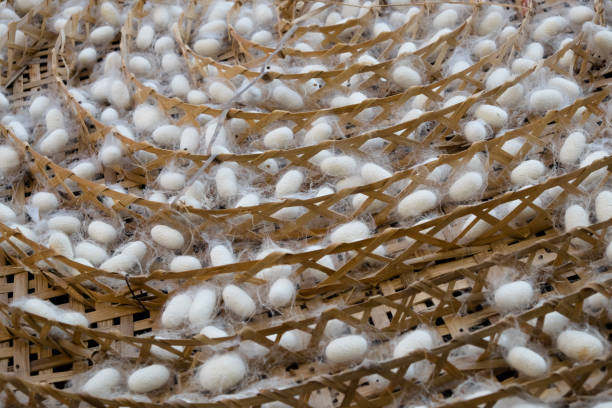 istock group of silk worm cocoons nests 899888344
