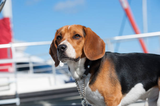 Beagle On Board Stock Photo - Download Image Now - Dog, Alertness, Animal -  iStock