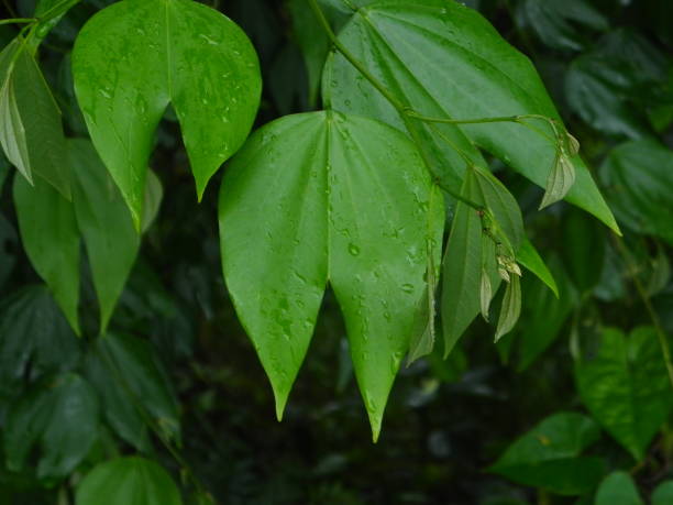 istock Cow-footed Bauhinia forficata 899893690