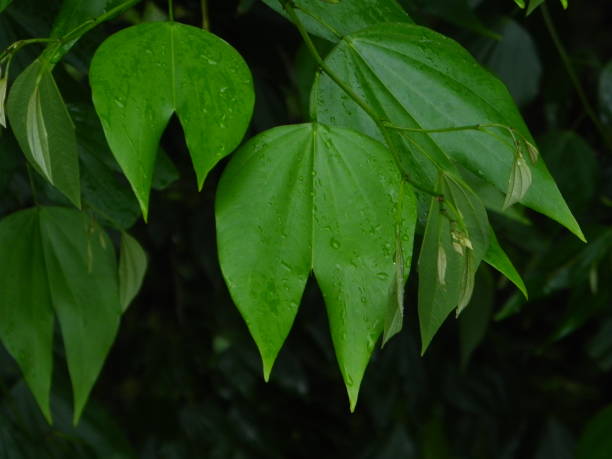 istock Cow-footed Bauhinia forficata 899893698