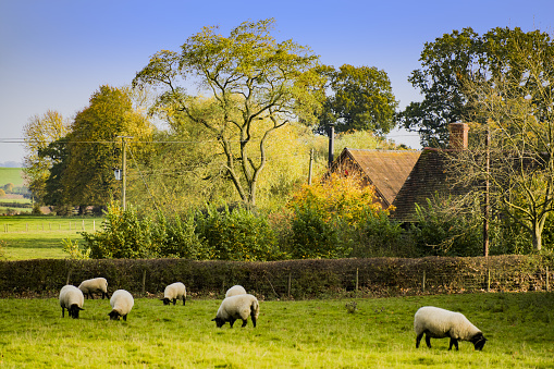 sheep grazing in meadow field livestock on farm