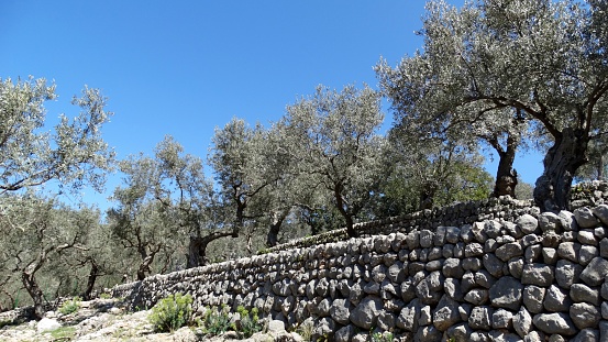 several trees standing on a field, framed by a wall from stones