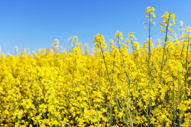 istock Rape on the field in summer under blue sky 899897222