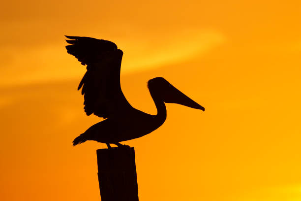 istock Brown Pelican at sunset - Florida 899901496