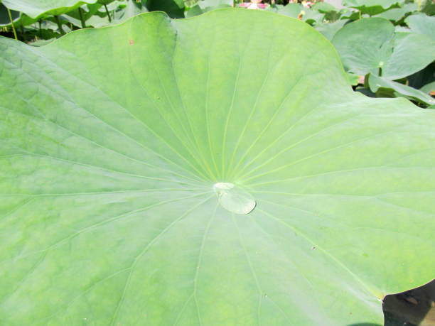 A lotus leaf with a drop of water. stock photo