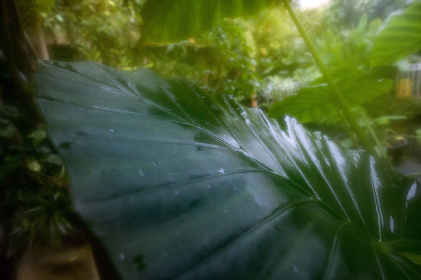 Leaf tree in garden background