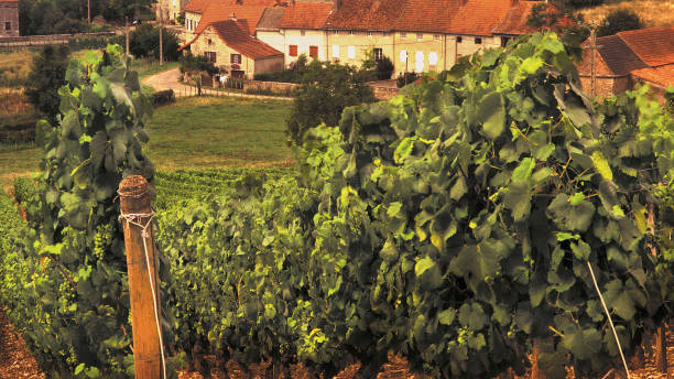 istock generic wine vineyard grapes agriculture viniculture fields green lush vintage 899902750