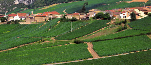 istock generic wine vineyard grapes agriculture viniculture fields green lush vintage 899902754
