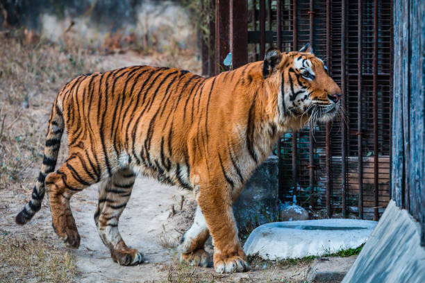 istock Royal Bengal Tiger, 899903008