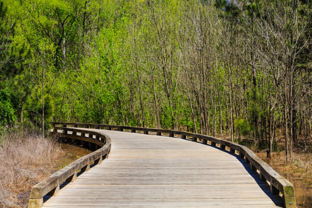 istock Sunny Wood Walkway Into Forest 899905526