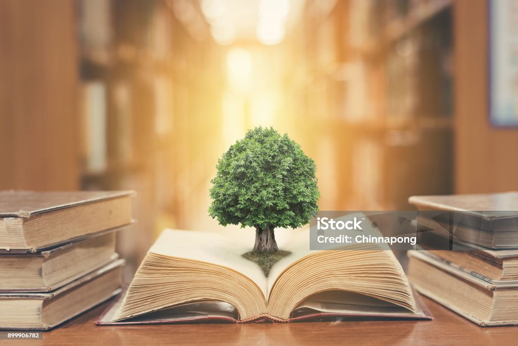 Tree on book in library World philosophy day concept with tree of knowledge planting on opening old big book in library full with textbook, stack piles of text archive and blur aisle of bookshelves in school study class room Environment Stock Photo