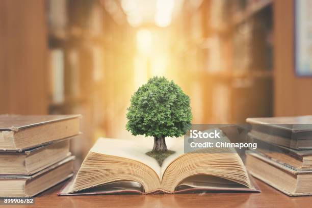 Tree On Book In Library Stock Photo - Download Image Now - Environment, Book, Education