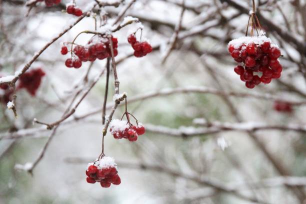 Snow on red berries Red berries with snow in the Botanic Gardens in Edinburgh, Scotland hogmanay photos stock pictures, royalty-free photos & images