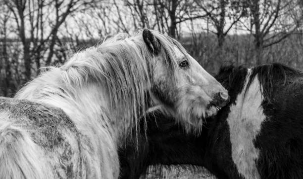 istock Two standing horses in a monochrome picture. 899909868