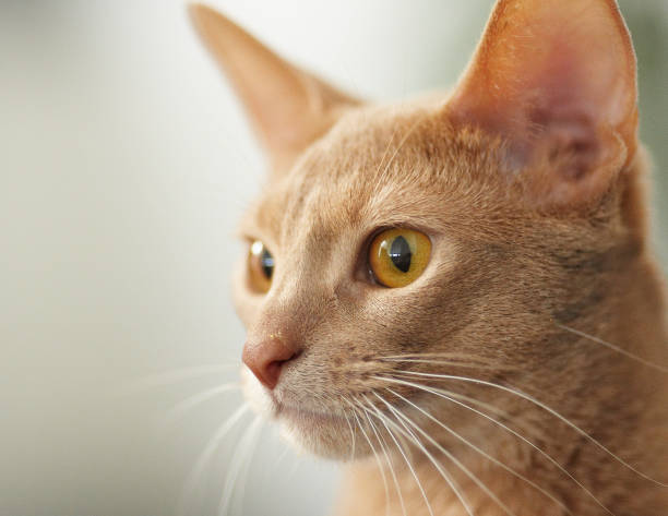 istock Portrait of red cat. 899910136