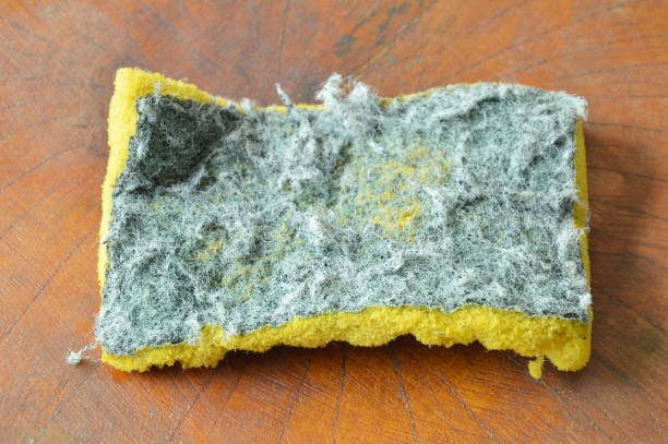 invalid green and yellow scrub sponge stock photo