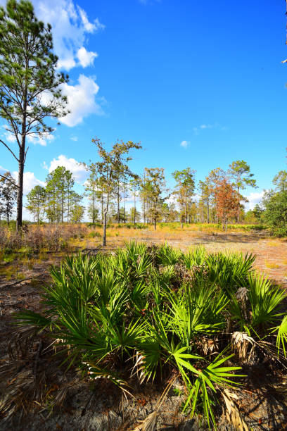 habitat de sandhill aberto com pinheiros, saw palmetto e ervas - florida palm tree sky saw palmetto - fotografias e filmes do acervo