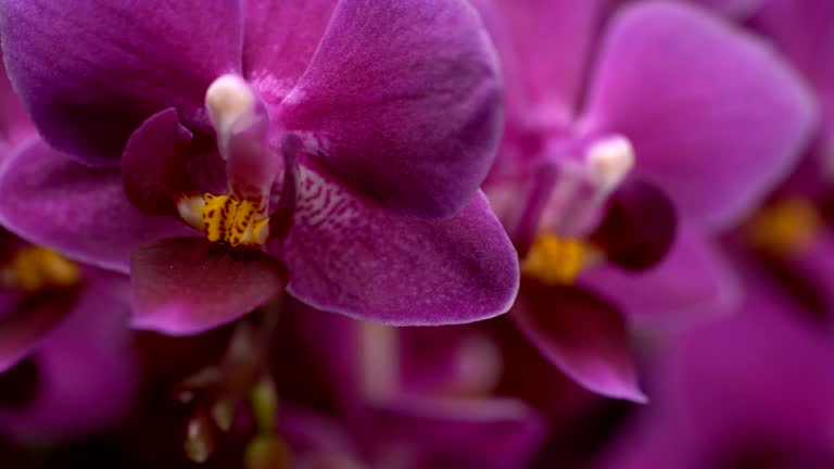 purple mini orchid turns on black background