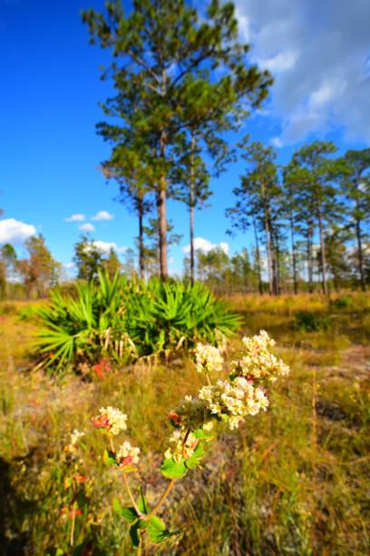 native buckwheat blooming in sandhill habitat with pine trees, saw palmetto and grasses - florida palm tree sky saw palmetto imagens e fotografias de stock